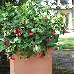 Bushel berry raspberry for sale  Delivered anywhere in USA 