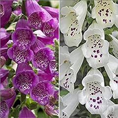 Foxglove digitalis dalmatian for sale  Delivered anywhere in UK