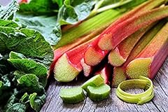 Seedsup rhubarb victoria for sale  Delivered anywhere in USA 