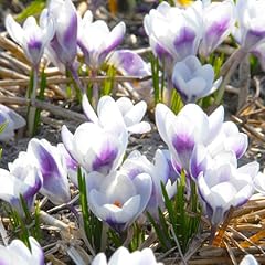 Lot bulbes crocus d'occasion  Livré partout en France