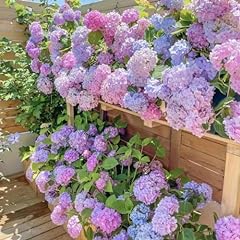 150 mixed hydrangea for sale  Delivered anywhere in USA 