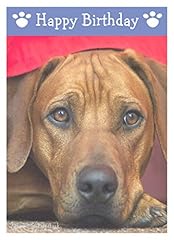 Rhodesian ridgeback dog for sale  Delivered anywhere in UK