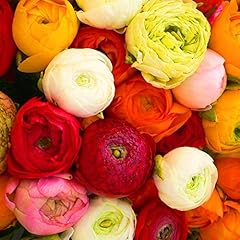 Ranunculus mixed prized for sale  Delivered anywhere in UK