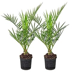 Phoenix canariensis palma usato  Spedito ovunque in Italia 