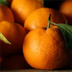 Satsuma mandarins 2.5 for sale  Delivered anywhere in USA 