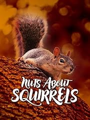 Nuts squirrels for sale  Delivered anywhere in USA 