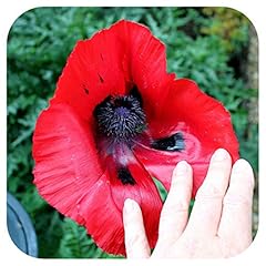 Papaver orientale beauty for sale  Delivered anywhere in UK