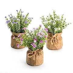 Velener babys breath for sale  Delivered anywhere in USA 