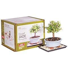Brussel bonsai dtdjkit for sale  Delivered anywhere in USA 