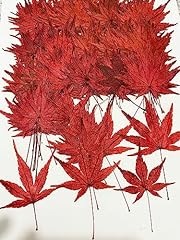 Pcs red maple for sale  Delivered anywhere in UK