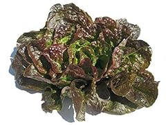 Bronze mignonette lettuce for sale  Delivered anywhere in USA 