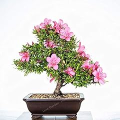 Bloom green co. usato  Spedito ovunque in Italia 