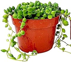 String pearls succulents for sale  Delivered anywhere in USA 