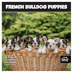 Micasa french bulldog for sale  Delivered anywhere in USA 