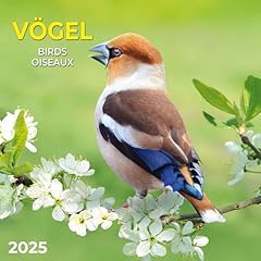 Vögel 2025 kalender gebraucht kaufen  Wird an jeden Ort in Deutschland