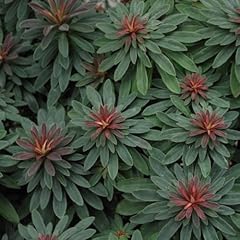 Euphorbia amygdaloides var. for sale  Delivered anywhere in UK