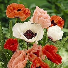 Mix oriental poppy for sale  Delivered anywhere in Ireland