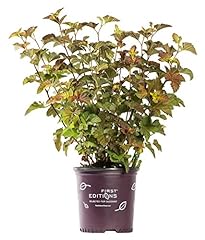 First editions physocarpus for sale  Delivered anywhere in USA 