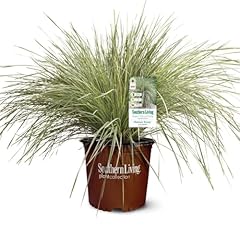 Platinum beauty lomandra for sale  Delivered anywhere in USA 