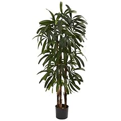 Raphis palm tree for sale  Delivered anywhere in USA 