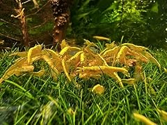 Yellow golden back for sale  Delivered anywhere in USA 