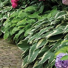 Bloomique 5er mix gebraucht kaufen  Wird an jeden Ort in Deutschland