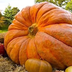 Atlantic giant pumpkin for sale  Delivered anywhere in USA 
