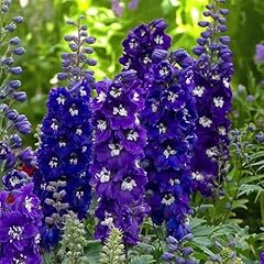 Carbeth plants delphinium for sale  Delivered anywhere in UK