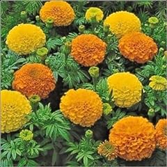 African marigold inca for sale  Delivered anywhere in UK