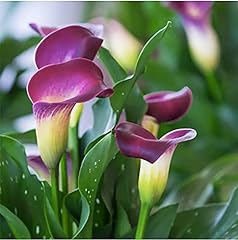 Nashville calla lily for sale  Delivered anywhere in USA 