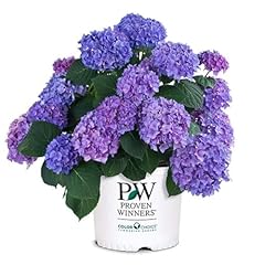 Gallon proven winners for sale  Delivered anywhere in USA 