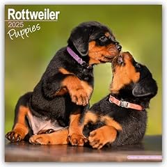 Rottweiler puppies 2025 for sale  Delivered anywhere in UK