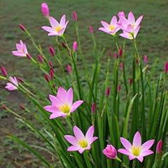 Pink rain lily for sale  Delivered anywhere in USA 