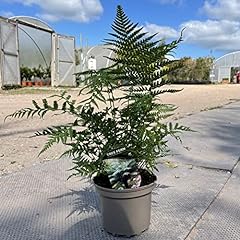Dicksonia antarctica soft for sale  Delivered anywhere in UK