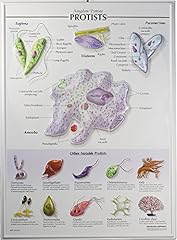 Protists poster raised for sale  Delivered anywhere in USA 