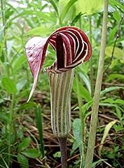 Arisaema triphyllum bog for sale  Delivered anywhere in USA 