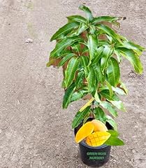 Mango tree live for sale  Delivered anywhere in USA 