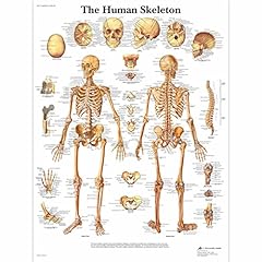 Scientific anatomie humaine d'occasion  Livré partout en Belgiqu