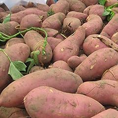 Saterkali semi patate usato  Spedito ovunque in Italia 