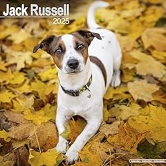 Jack russell calendar d'occasion  Livré partout en Belgiqu