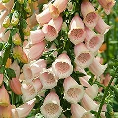 250 digitalis purpurea for sale  Delivered anywhere in UK