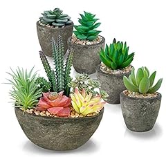 Petaflop lot plantes d'occasion  Livré partout en France