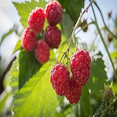 Heritage raspbery red for sale  Delivered anywhere in USA 
