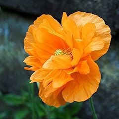 Orange welsh poppy for sale  Delivered anywhere in UK