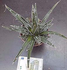 Regina vittoria agave usato  Spedito ovunque in Italia 