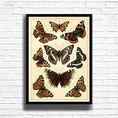 Butterfly chart framed for sale  Delivered anywhere in Ireland
