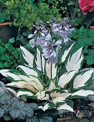 Fire ice hosta for sale  Delivered anywhere in USA 
