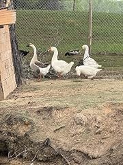 Goose egg for sale  Delivered anywhere in USA 