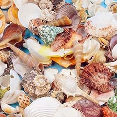 Conchiglie mare miste usato  Spedito ovunque in Italia 