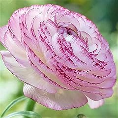 Ranunculus picotee pink for sale  Delivered anywhere in Ireland